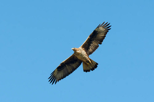 Bonelli's eagle