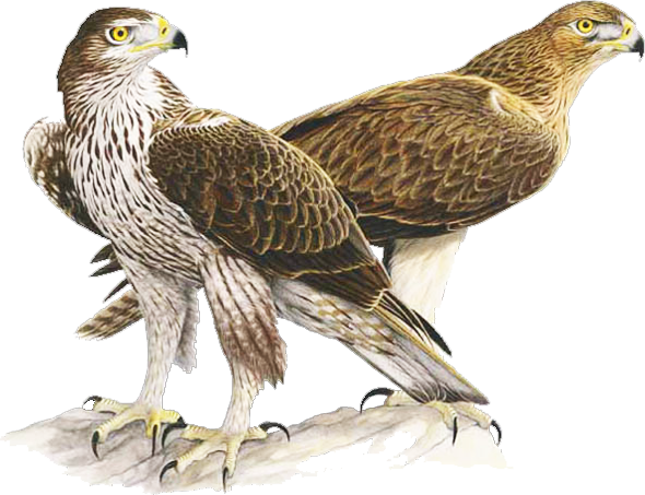 Bonelli's eagle (Aquila fasciata)