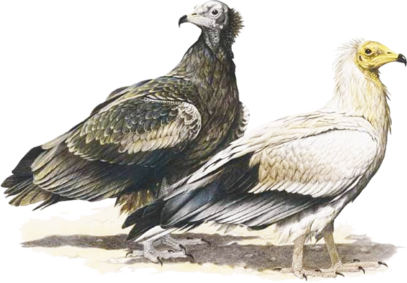 Egyptian vulture (Neophron percnopterus)