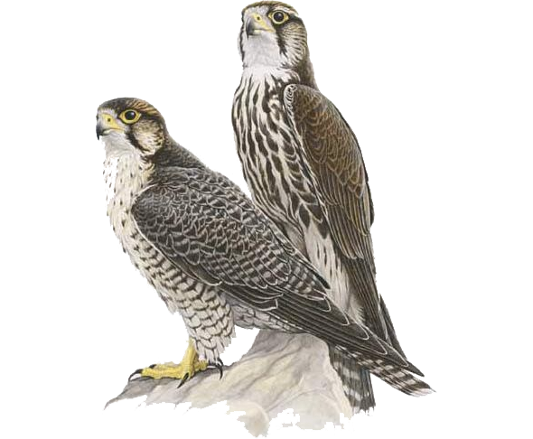 Lanner Falcon (Falco biarmicus)