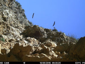 Two eagles in an image taken by one of the photo-traps put in place by the ConRaSi project - Photo: LIFE ConRaSi