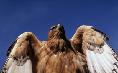 Bonelli’s eagle confiscated in Sicily transferred to Spain