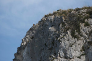 Dettaglio di una parete di nidificazione. Nella porzione sommitale è visibile un'aquila adulta - Foto: Eduardo Di Trapani