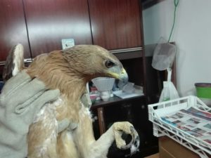 Aquila ferita