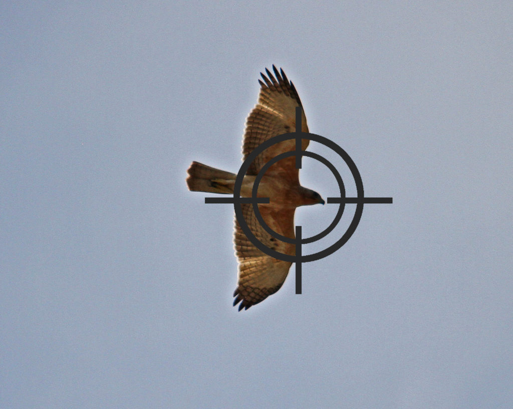 Aquila di Bonelli nel mirino