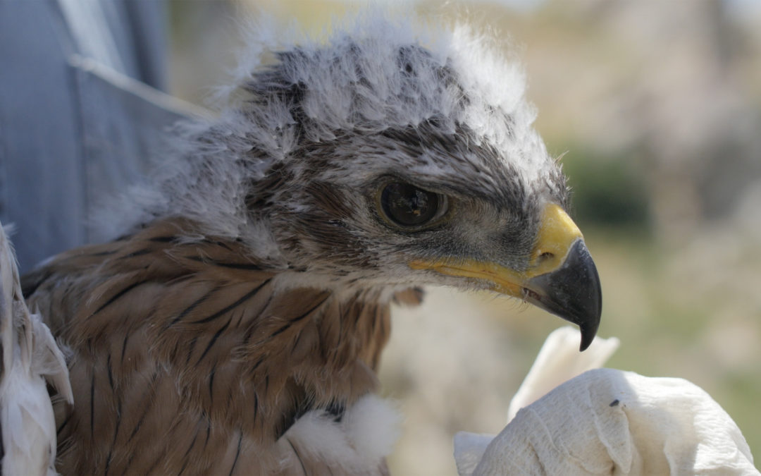 Thanks to LIFE 8 young Bonelli’s Eagles GPS-tagged in Sicily