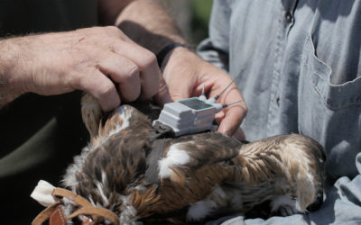 Nato il primo pulcino di Aquila di Bonelli da aquile equipaggiate con trasmettitore satellitare