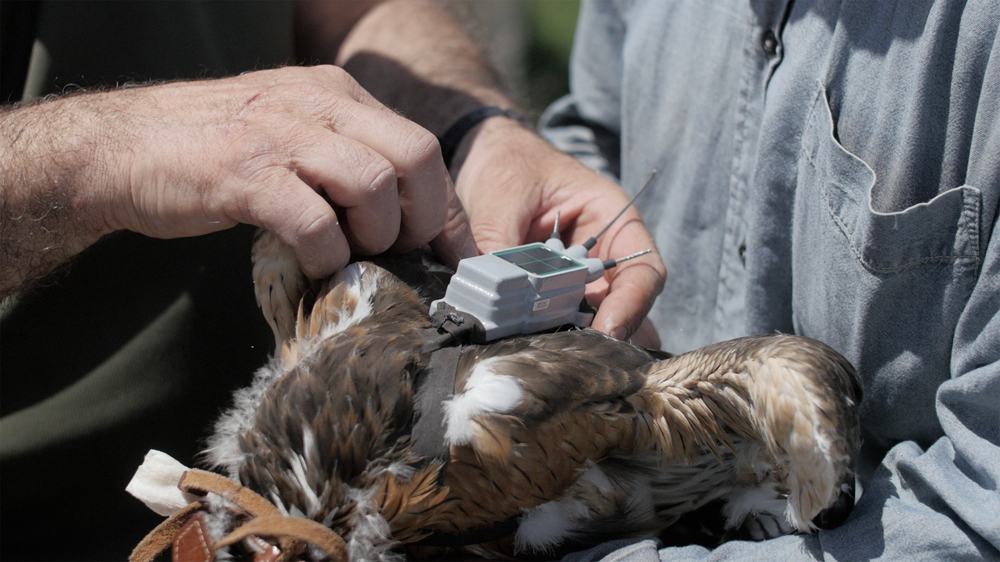 Nato il primo pulcino di Aquila di Bonelli da aquile equipaggiate con trasmettitore satellitare