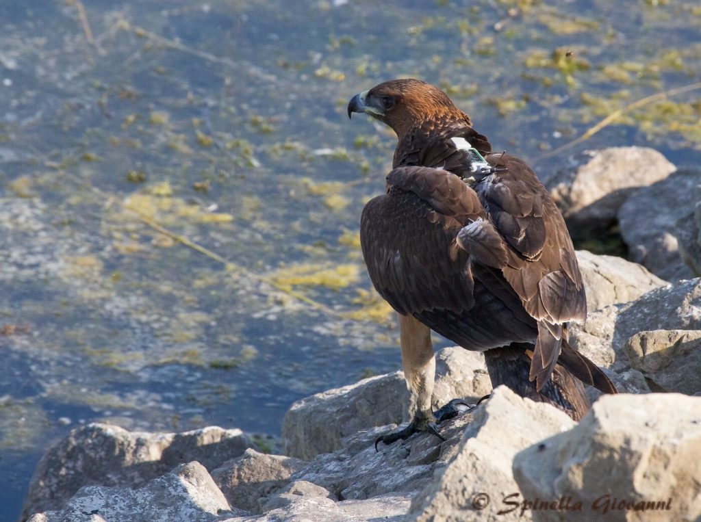 aquila marcata