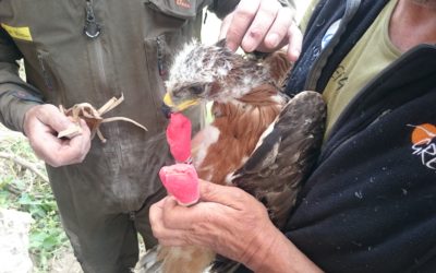 Altri 10 giovani di Aquila di Bonelli dotati di trasmettitori GPS