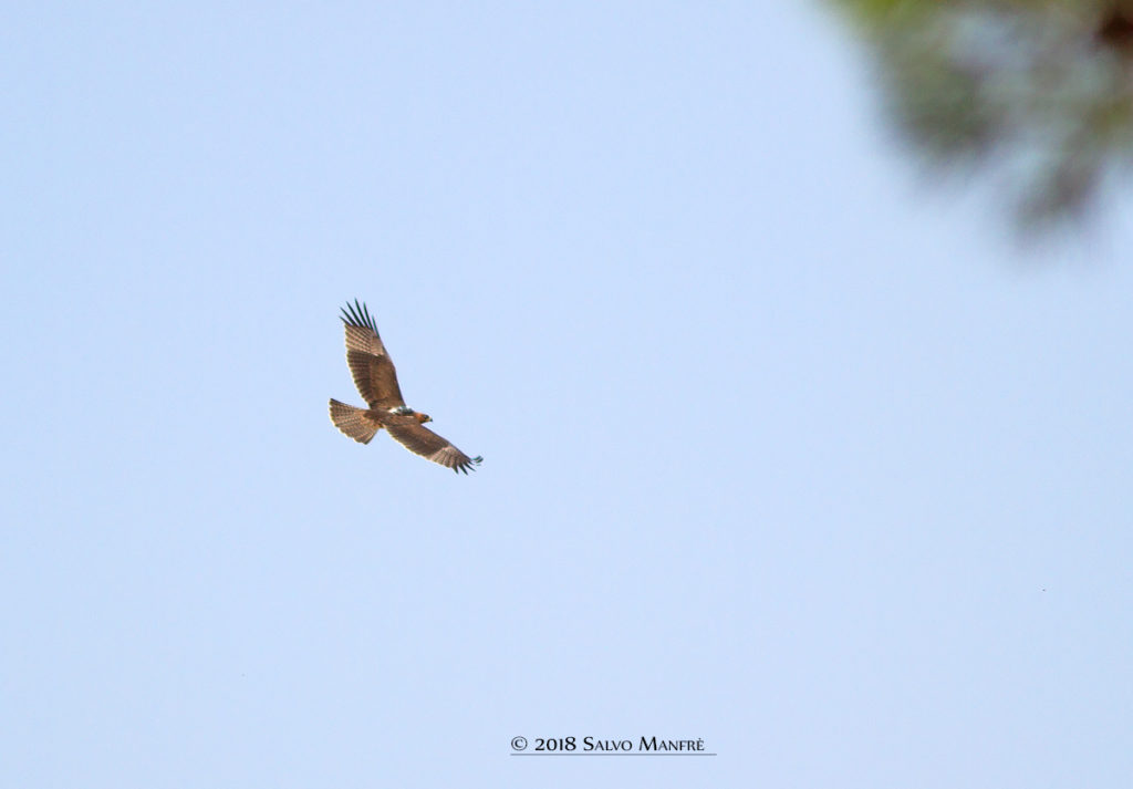 aquila con trasmettitore