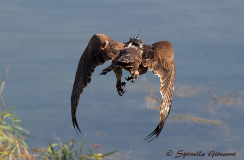 Aquila con trasmettitore