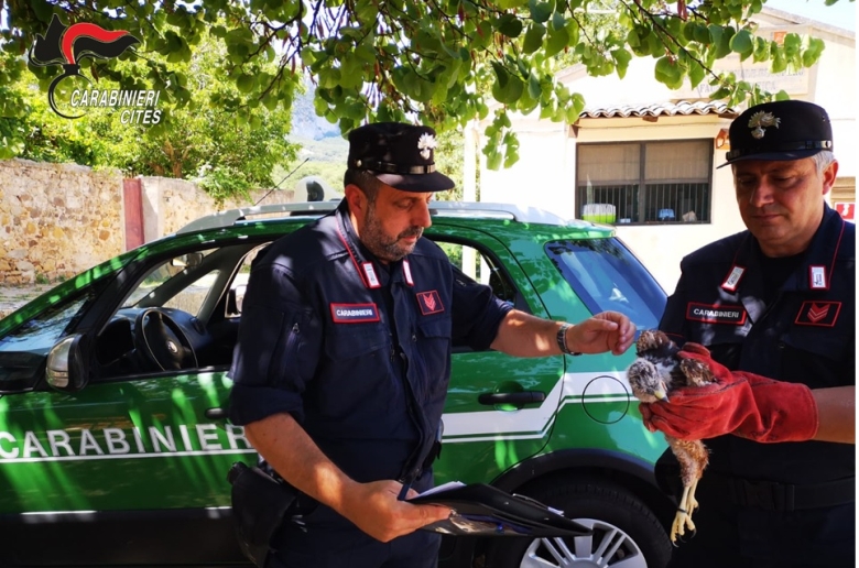 Recente operazione contro il traffico di rapaci in Sicilia