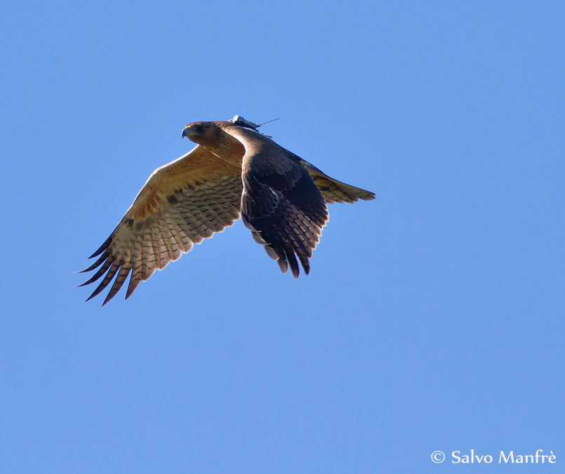 Salvata un’altra rara aquila di Bonelli intrappolata in un pozzo in Sicilia