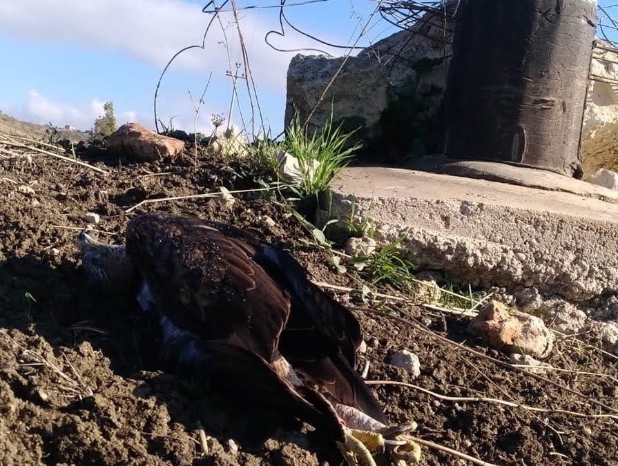 Aquila di Bonelli muore per elettrocuzione