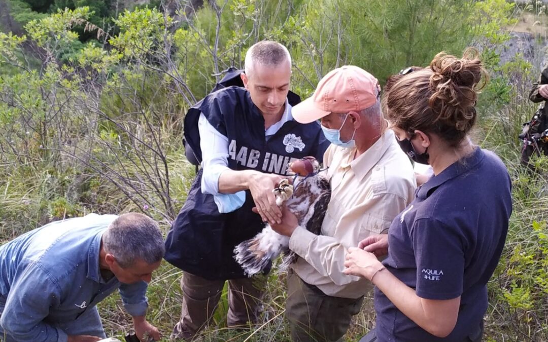 Riprende la marcatura  dei giovani esemplari di Aquila di Bonelli