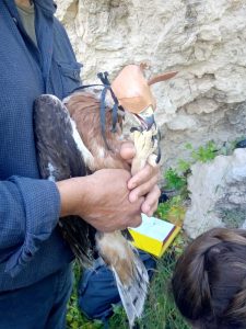 Giovane esemplare di Aquila di Bonelli sottoposto a misurazioni biometriche (foto Pollutri)