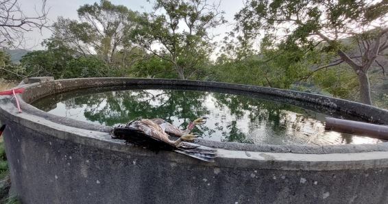 Monitoring activity of Bonelli’s Eagle equipped with GPS devices